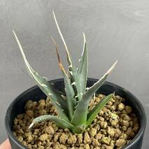 アガベ ユタエンシス エボリスピナ ' 陽炎 '(長棘TYPE) Agave utahensis eborispina ' 陽炎 ' (長棘TYPE) 10_画像3