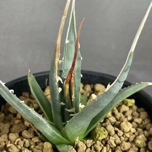 アガベ ユタエンシス エボリスピナ ' 陽炎 '(長棘TYPE) Agave utahensis eborispina ' 陽炎 ' (長棘TYPE) 10の画像4