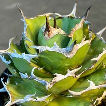 アガベ チタノタ [D-ROSE］Agave titanota ［D-ROSE］5_画像1