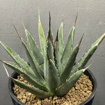 アガベ ハイブリッド(ネバデンシス × 笹の雪) Agave Hybrid (nevadensis × victoriae-reginae) 21_画像3