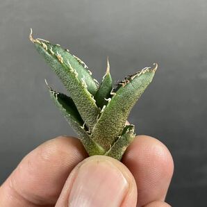 アガベ チタノタ ' BAKEMONO ' agave titanota ' BAKEMONO ' 22の画像3