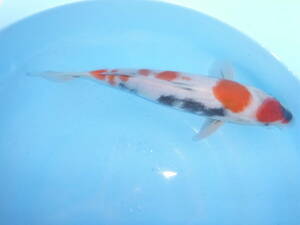 錦鯉　昭和三色　大日×桃太郎　３４センチ　頭の丸天からとてもあか抜けた鯉です。