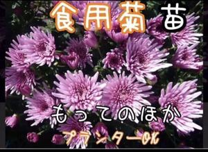 食用菊 もってのほか 抜き苗5本 野菜 花 家庭菜園