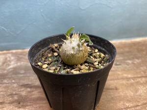 1円売切り！V3.パキポディウム デンシフローラム Pachypodium densiflorum var. densiflorum 同梱可！