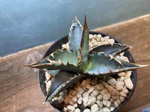 1円売切り！Y1.アガベ オテロイ Agave oteroi 実生 同梱可！