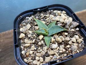 1円売切り！ K3.アガベ エボリスピナ Agave utahensis var. eborispina 実生　同梱可！