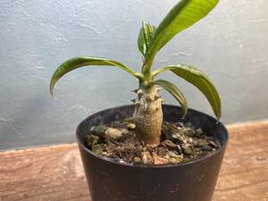 1円売切り！Z2.パキポディウム バロニー　 Pachypodium baronii 同梱可！