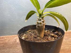 1円売切り！Z3.パキポディウム バロニー　 Pachypodium baronii 同梱可！