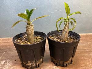 1円売切り！Z4.パキポディウム バロニー2株セット　 Pachypodium baronii 同梱可！