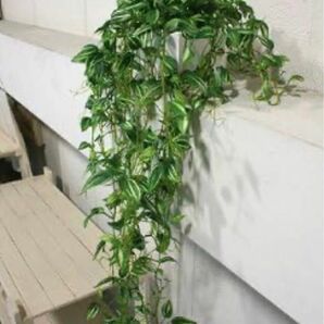 フェイクグリーン トラディスカンティア CT触媒 全長約60cm 人工観葉植物 吊り下げチェーン付き 吊り下げ ハンギング