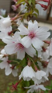 桜盆栽 信濃寒桜(左側) 富士桜(右側) ふじさくら サクラ