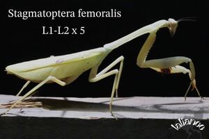 Stagmatoptera femoralis 初齢〜2齢 5匹 CB カマキリ