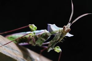 ニセハナマオウカマキリ 初齢 10匹 CBカマキリ