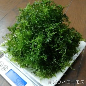 南米ウィローモス50g～ 水中葉 水草 メダカ 熱帯魚 金魚 エビ 人気 おすすめA2