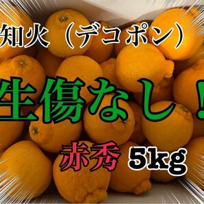 不知火（通称 デコポン） 赤秀 生傷なし 5kg 小玉 有田産 みかん