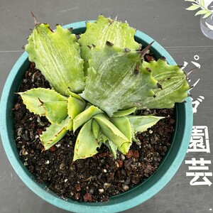 D61 【パンダ園芸】 多肉植物 アガべ イシスメンシス甲蟹 石化白縞斑 子株