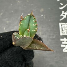 D70 【パンダ園芸】 アガベ チタノタ魔丸 メリクロン株 発根済み_画像4