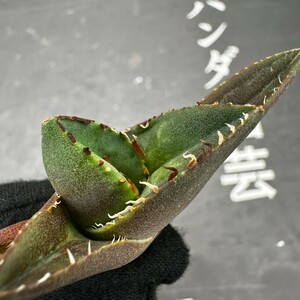 E70 【パンダ園芸】アガベ チタノタ ジャガーノート 純血 / Agave titanota 'Juggernaut' pure blood メリクロン株 発根済み