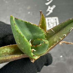 F23 【パンダ園芸】アガベ チタノタ ジャガーノート 純血 / Agave titanota 'Juggernaut' pure blood メリクロン株 発根済み