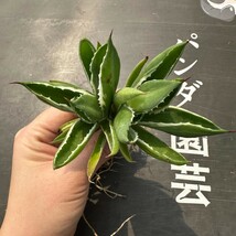 G10【パンダ園芸】多肉植物アガべ ポタトラム　 キュービック錦 白覆輪斑 双頭 _画像1