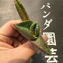 G30【パンダ園芸】アガベ チタノタ ジャガーノート 純血 / Agave titanota 'Juggernaut' pure blood メリクロン株 発根済み _画像2