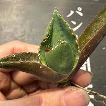 G30【パンダ園芸】アガベ チタノタ ジャガーノート 純血 / Agave titanota 'Juggernaut' pure blood メリクロン株 発根済み _画像3