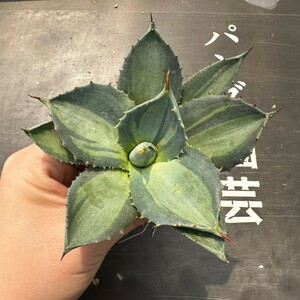 G40【パンダ園芸】アガベ パリー　ホーチエンシス　極上斑　斑入り　吉祥天錦　Agave parryi f.variegata 特選優良強棘株　