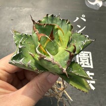 G50【パンダ園芸】アガベ チタノタ 多肉植物 蟹 カニ強棘 極上株発根済み_画像6