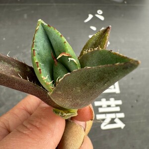 H25【パンダ園芸】アガベ チタノタ ジャガーノート 純血 / Agave titanota 'Juggernaut' pure blood メリクロン株 発根済み 