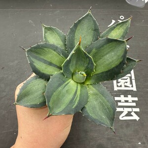 J2【パンダ園芸】アガベ パリー　ホーチエンシス　極上斑　斑入り　吉祥天錦　Agave parryi f.variegata 特選優良強棘株　