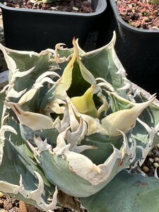 G74【パンダ園芸】アガベagave チタノタ 白豪棘 特選 優良血統 TC株