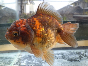 [ white . parent .] rare! Lion Mask Ryuukin ( male ) opening 3 -years old 11.8cm