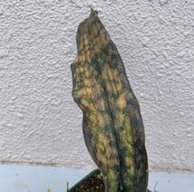 サンスベリア キルキー ブラウン 斑入り sansevieria kirkii brown variegated 多肉植物 _画像2