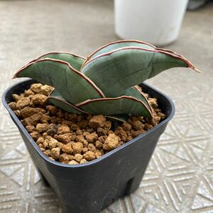 サンスベリア　バナナ　Sansevieria banana 多肉植物 レアな　サンセベリア　