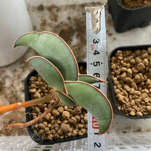 サンスベリア　バナナ　Sansevieria banana 多肉植物 レアな　サンセベリア　