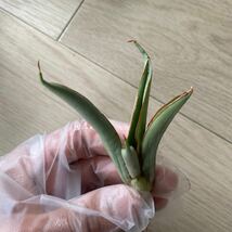 サンスベリア　ダンシング ドラゴン Sansevieria Dancing Dragon (from Unyamanee Garden) _画像2