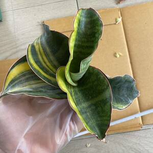 超希少種　サンスベリア　MASONIANA BOWL VARIEGATED 多肉植物 レアな　サンセベリア錦　