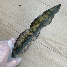 サンスベリア キルキー ブラウン 斑入り sansevieria kirkii brown variegated レアな　サンセベリア 錦　超希少種_画像8