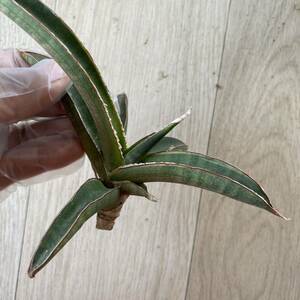 サンスベリア プフィステリ 斑入りドワーフタイプ　SANSEVIERIA PFISTERI VARIEGATED 多肉植物　