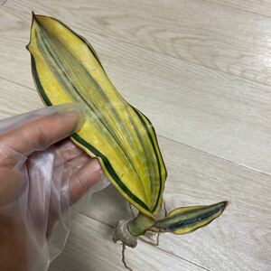 サンスベリア キルキー ブラウン 斑入り sansevieria kirkii brown variegated レアな　サンセベリア 錦　超希少種