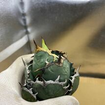 超希少種 Agave titanota FO-076 アガベ　チタノタ オテロイ　FO-076　多肉植物 レアな　アガベ　オテロイ　強棘 ^ - ^_画像5