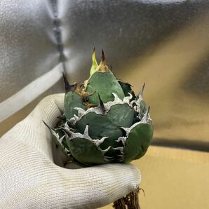 超希少種 Agave titanota FO-076 アガベ チタノタ オテロイ FO-076 多肉植物 レアな アガベ オテロイ 強棘 ^ - ^の画像7