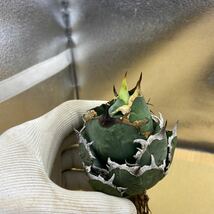 超希少種 Agave titanota FO-076 アガベ　チタノタ オテロイ　FO-076　多肉植物 レアな　アガベ　オテロイ　強棘 ^ - ^_画像3