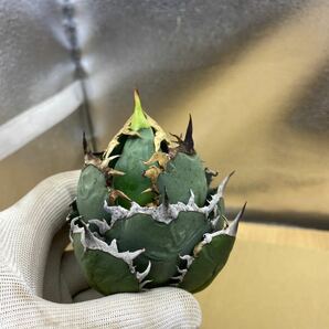 超希少種 Agave titanota FO-076 アガベ チタノタ オテロイ FO-076 多肉植物 レアな アガベ オテロイ 強棘 ^ - ^の画像1