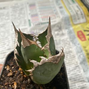 超希少種 Agave titanota FO-076 アガベ チタノタ オテロイ FO-076 多肉植物 レアな アガベ オテロイ 強棘 ボールタイプ の画像4