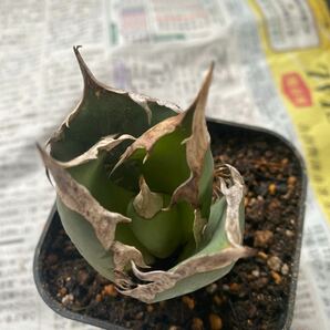 超希少種 Agave titanota FO-076 アガベ チタノタ オテロイ FO-076 多肉植物 レアな アガベ オテロイ 強棘 ボールタイプ の画像6