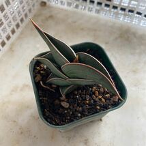 サンスベリア　サンセベリア 　ロリダ　Lav.23319 SANSEVIERIA RORIDA 多肉植物 _画像5