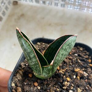 サンスベリア　ハイブリッド'マチョー' SANSEVIERIA NEW HIBRID 'MACHO' 多肉植物 レアなサンセベリア