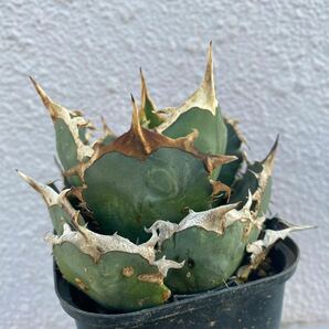 希少種 Agave titanota FO-076 アガベ チタノタ オテロイ FO-076 多肉植物 レアな アガベ オテロイボールタイプ強棘 ^ - ^の画像1