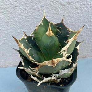 希少種 Agave titanota FO-076 アガベ チタノタ オテロイ FO-076 多肉植物 レアな アガベ オテロイボールタイプ強棘 ^ - ^の画像6